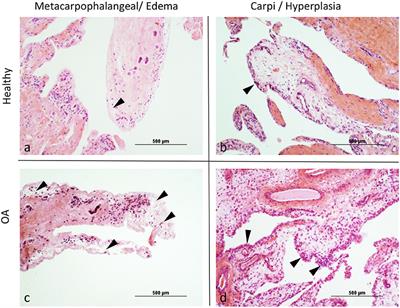 Macrophage Activation in the Synovium of Healthy and Osteoarthritic Equine Joints